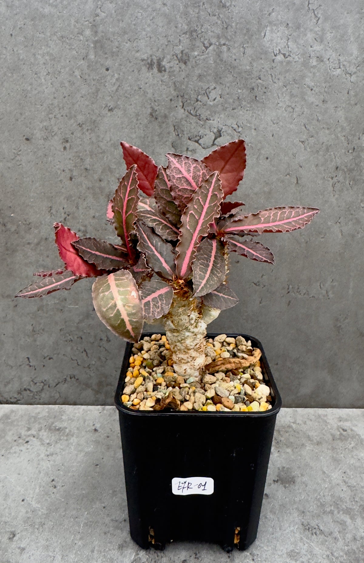 Euphorbia francoisii var. crassicaulis 'Rubrifolia' – robust kultiviert in rein mineralischem Substrat.