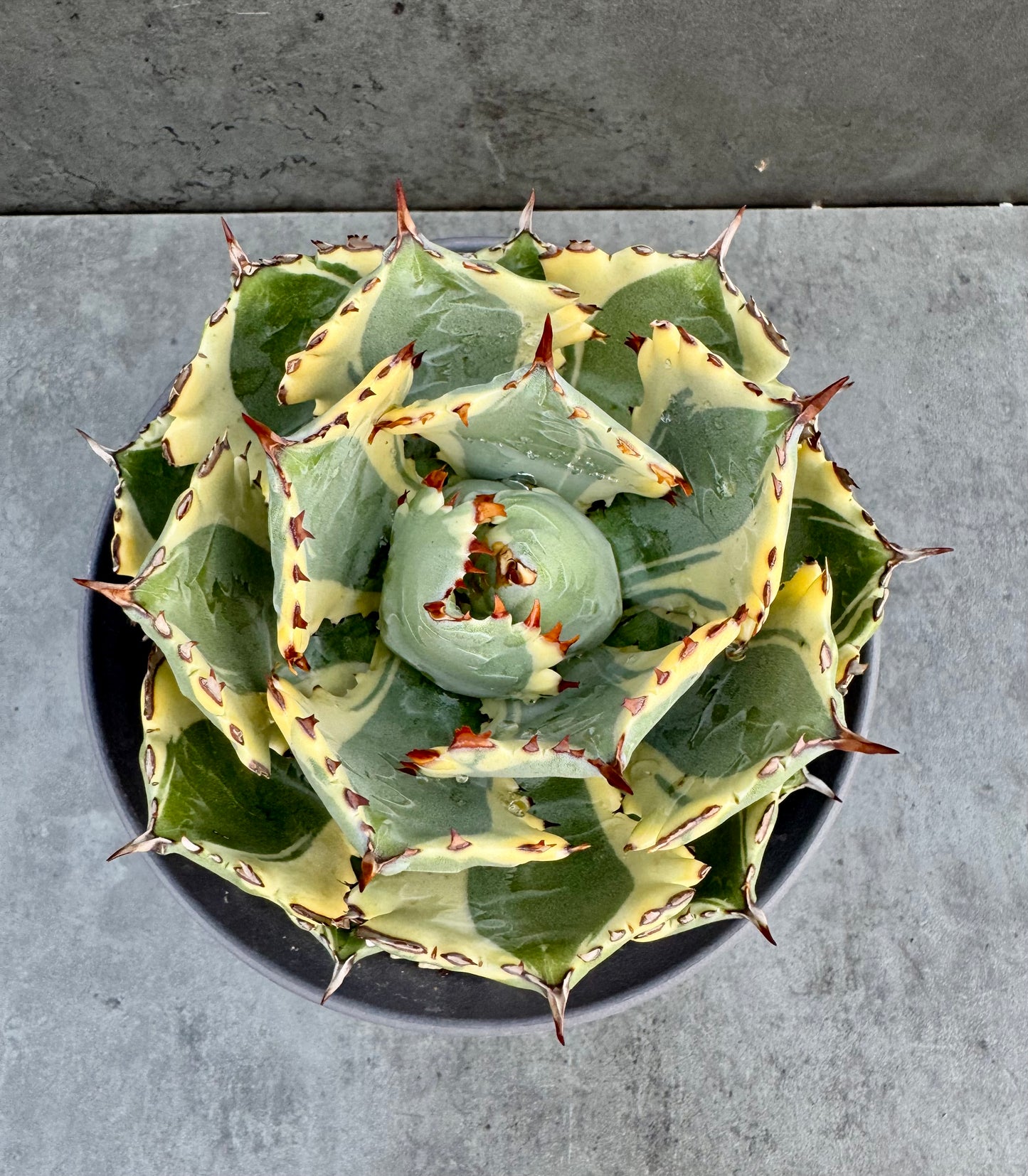 Agave isthmensis kabutogani - Freilandkultur