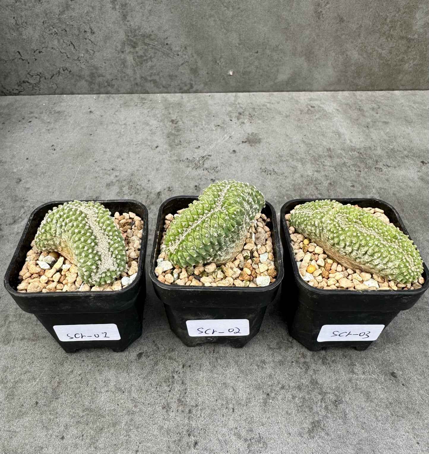 strombocactus disciformis f cristata