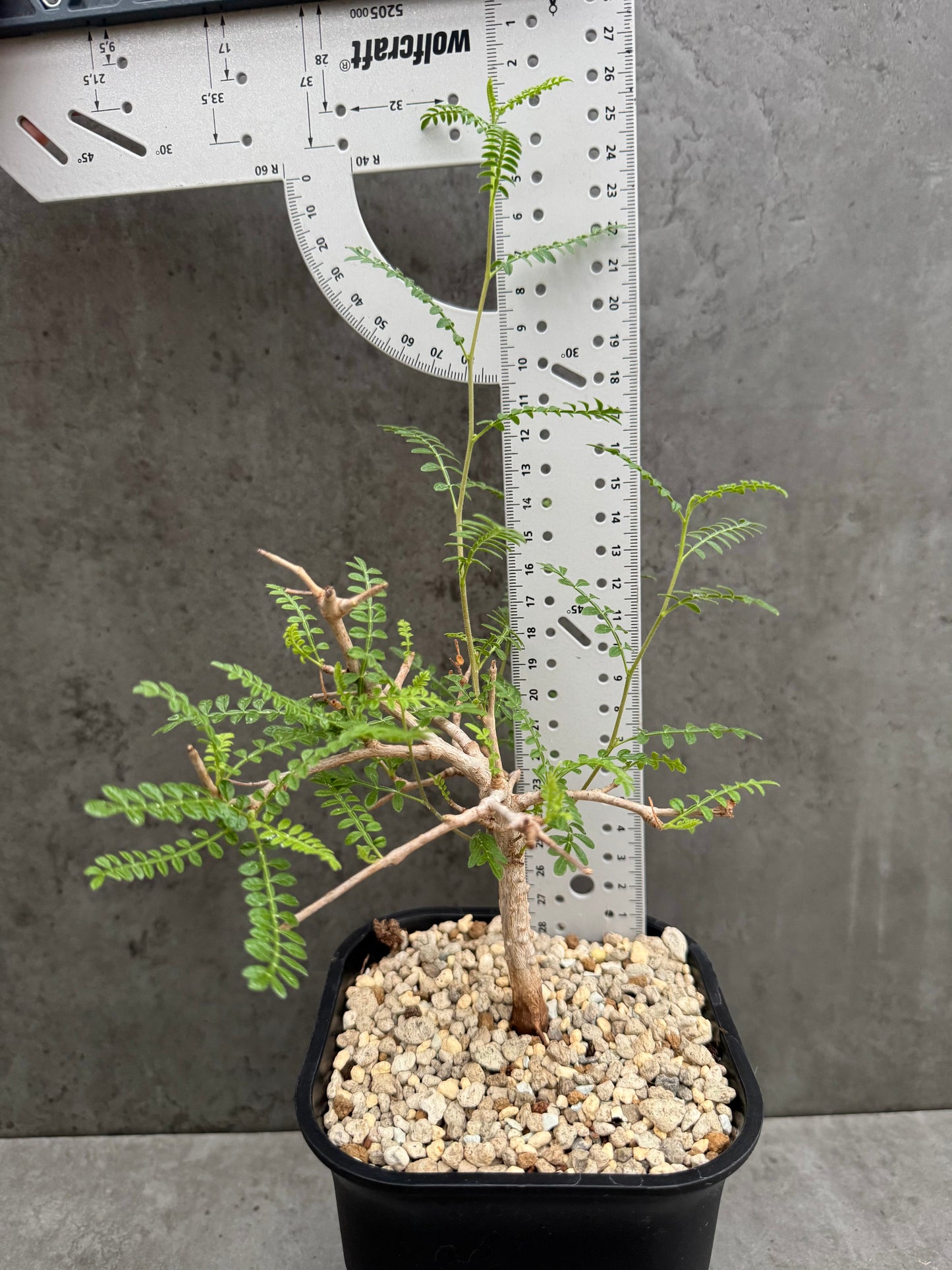 Operculicarya hyphaenoides -Rarität