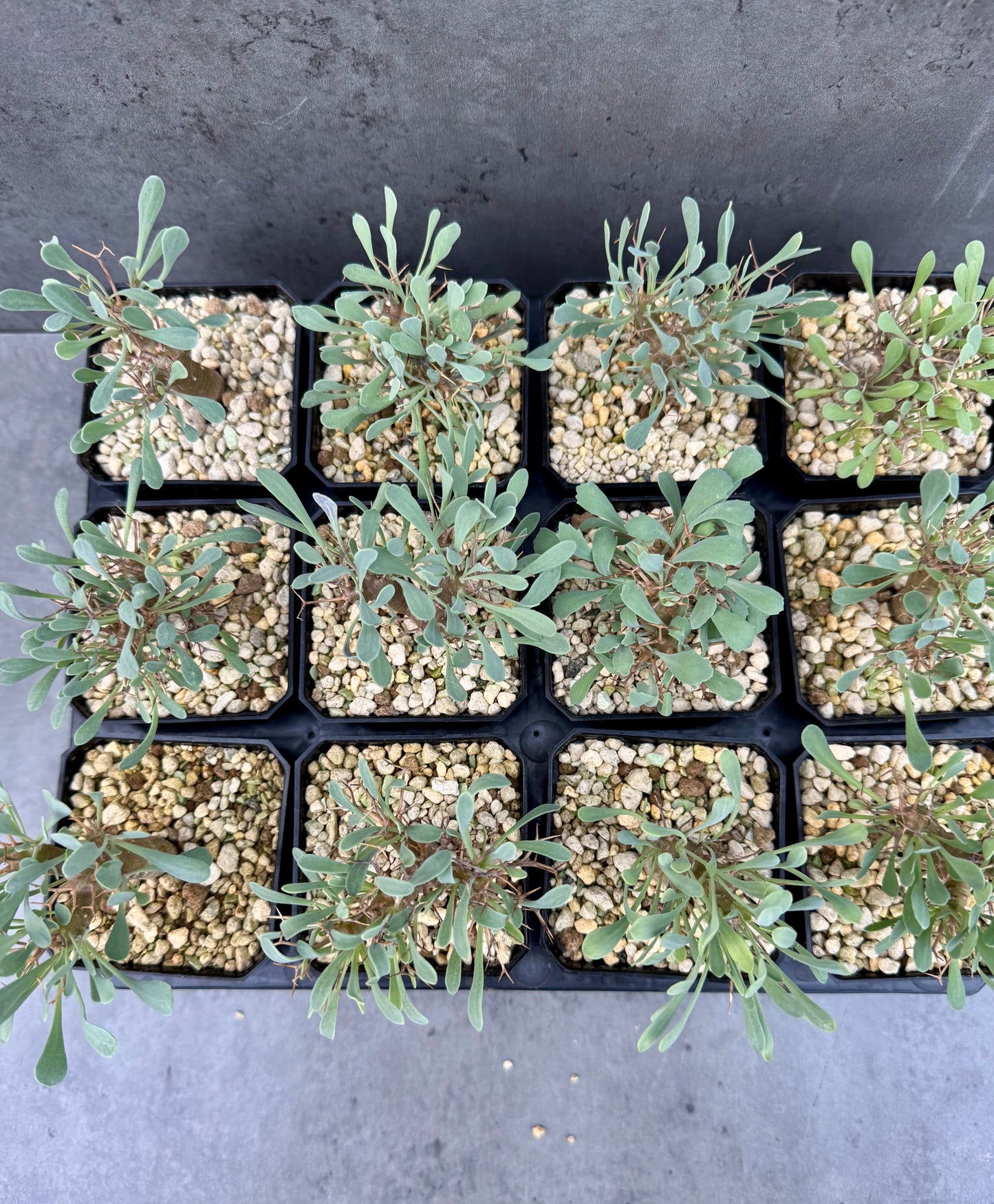 Othonna euphorbioides