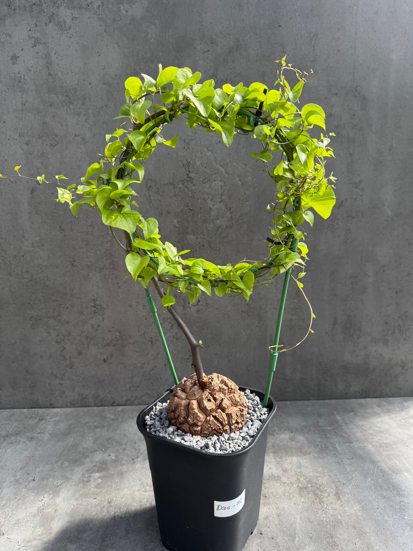 Dioscorea elephantipes – vollständig bewurzeltes Exemplar – Dioe-01