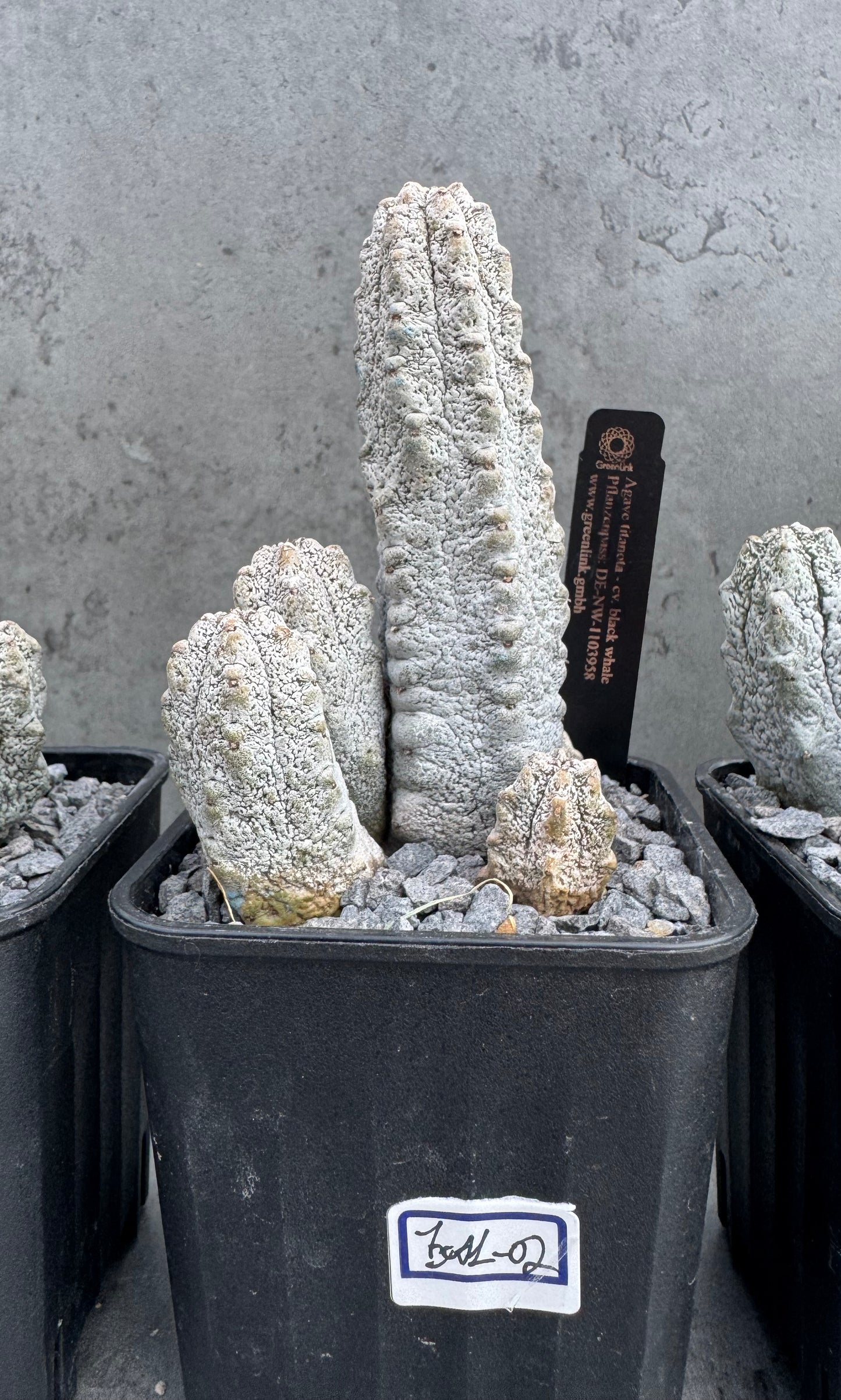 Euphorbia abdelkuri  – Wurzelecht