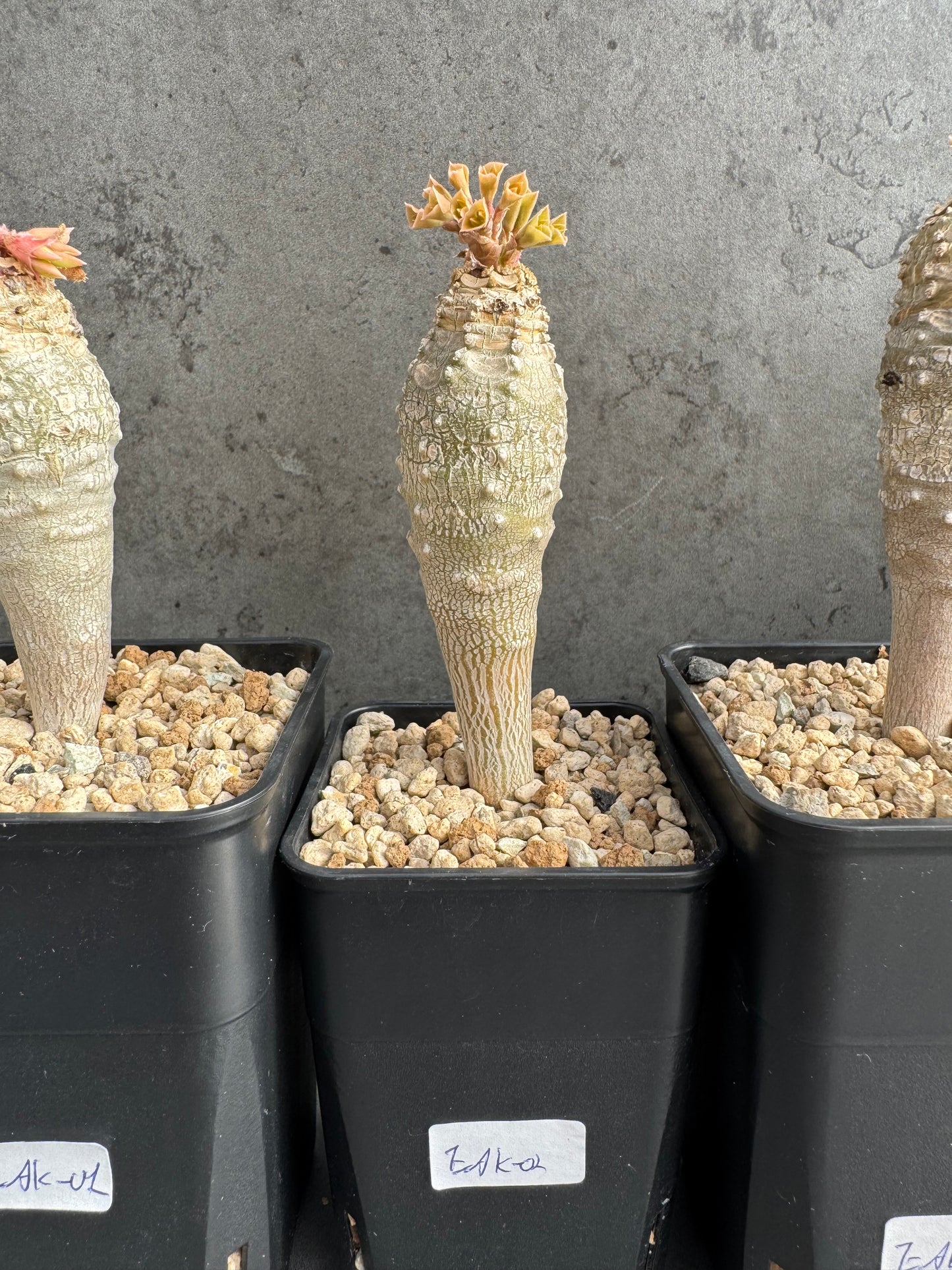Euphorbia ankarensis