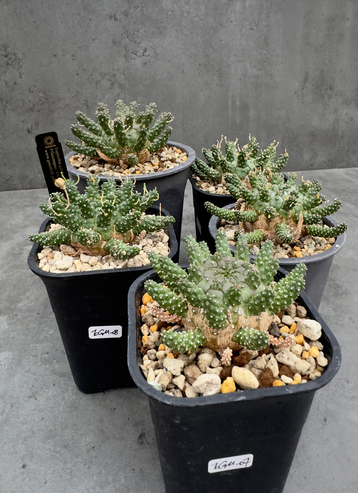 Euphorbia gamkensis