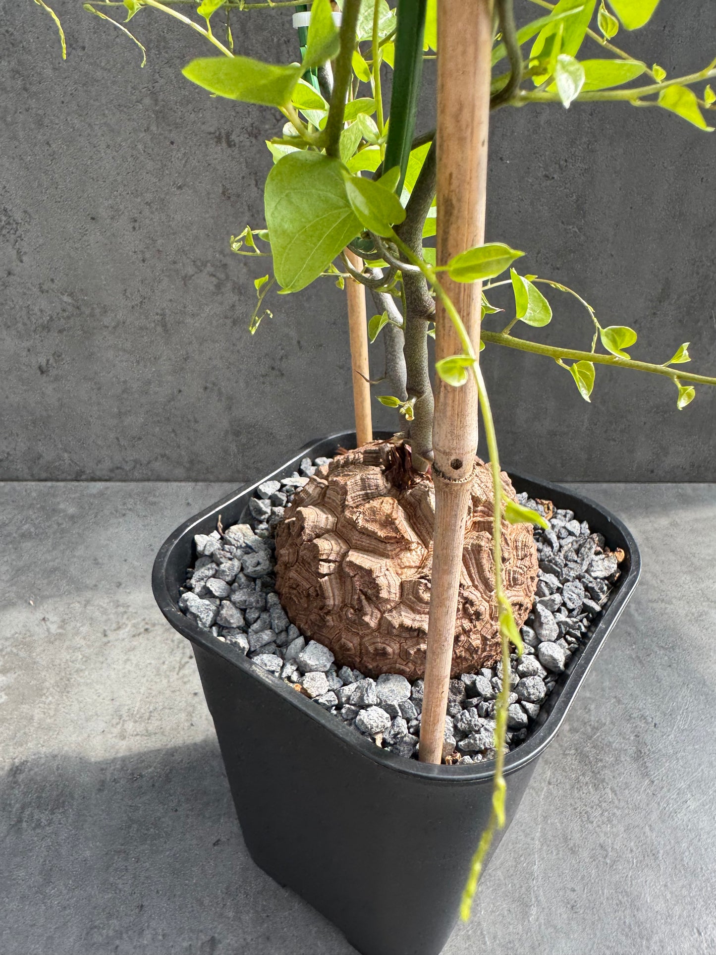 Dioscorea elephantipes – vollständig bewurzeltes Exemplar – Dioe-07