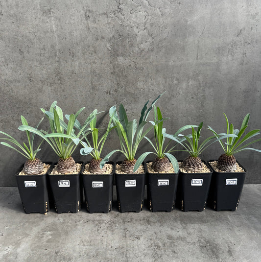 Euphorbia bupleurifolia – Exklusive Caudexpflanze mit Palmen- & Ananasoptik