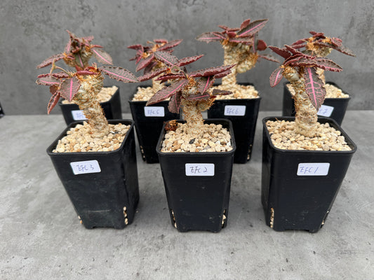 Euphorbia francoisii var. crassicaulis 'Rubrifolia'