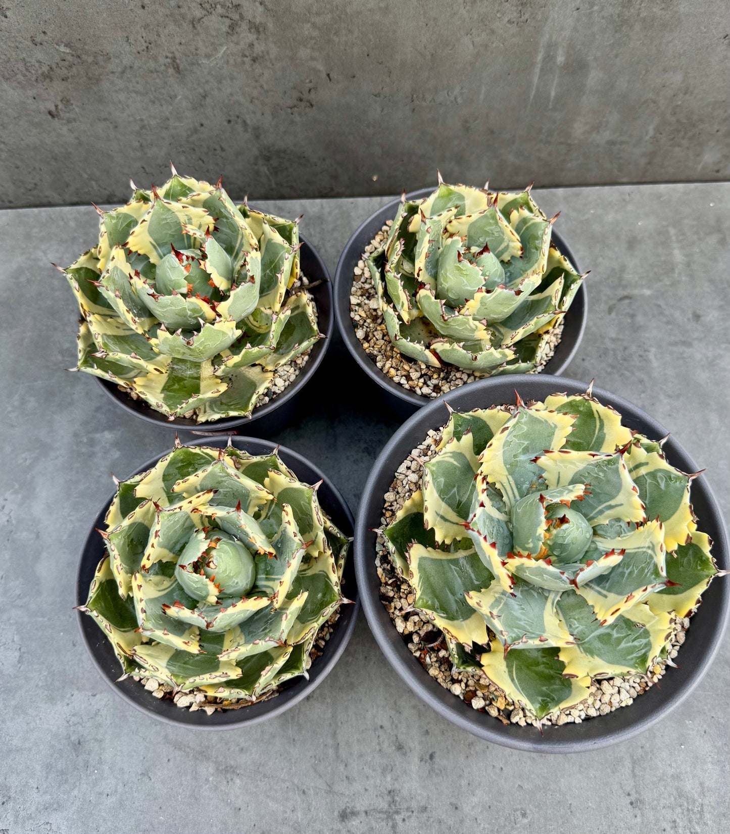 Agave isthmensis kabutogani - Freilandkultur