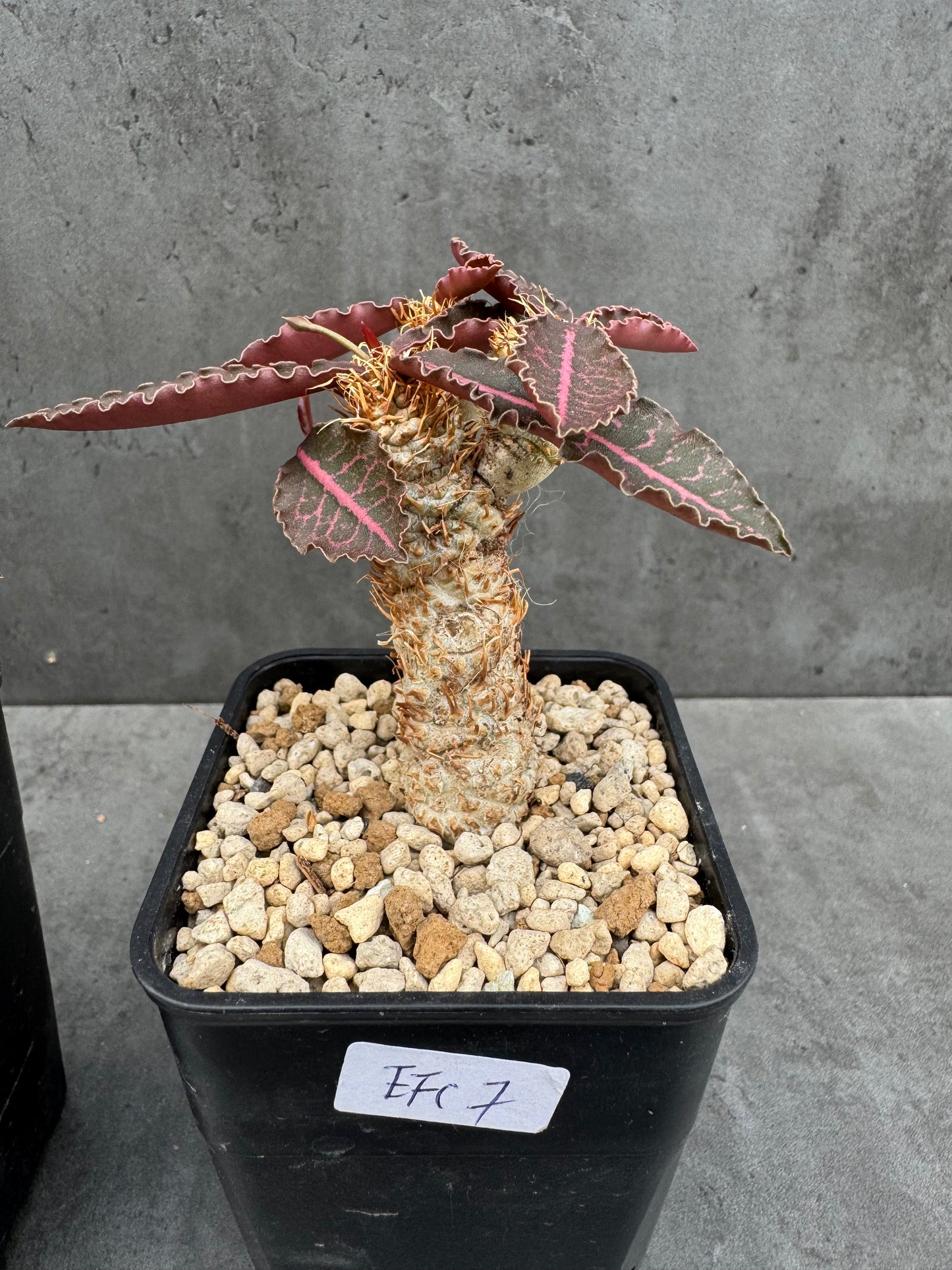 Euphorbia francoisii var. crassicaulis 'Rubrifolia'