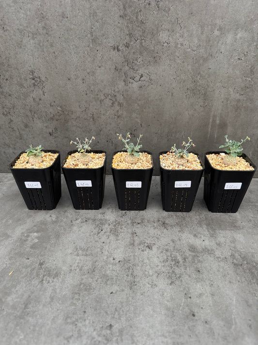 Euphorbia globulicaulis - Rarität aus Somalia (Die kleinste Euphorbia der Welt)
