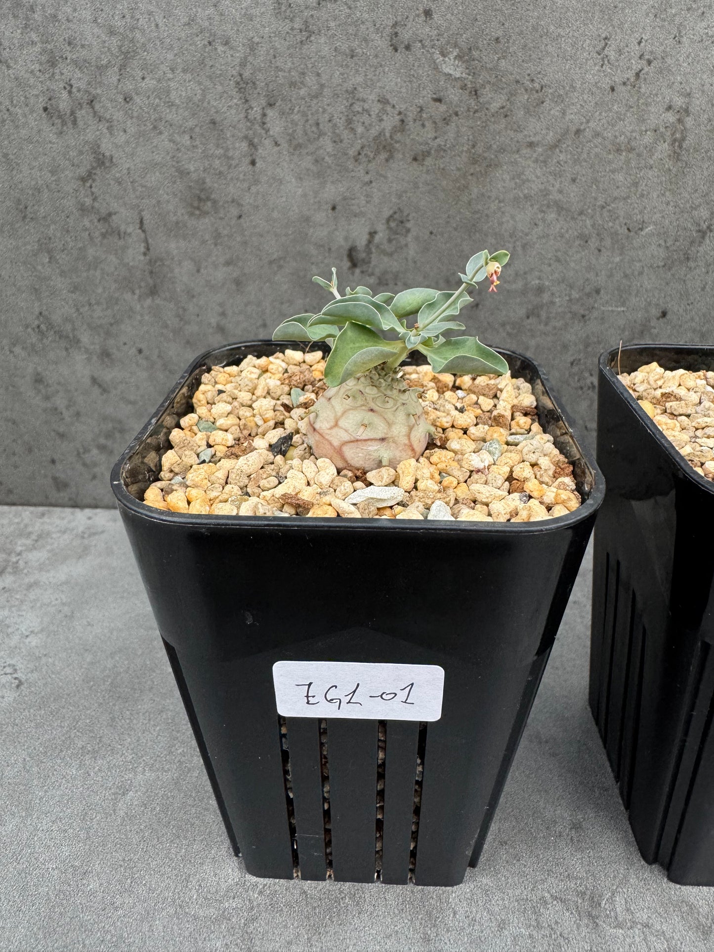 Euphorbia globulicaulis - Rarität aus Somalia (Die kleinste Euphorbia der Welt)