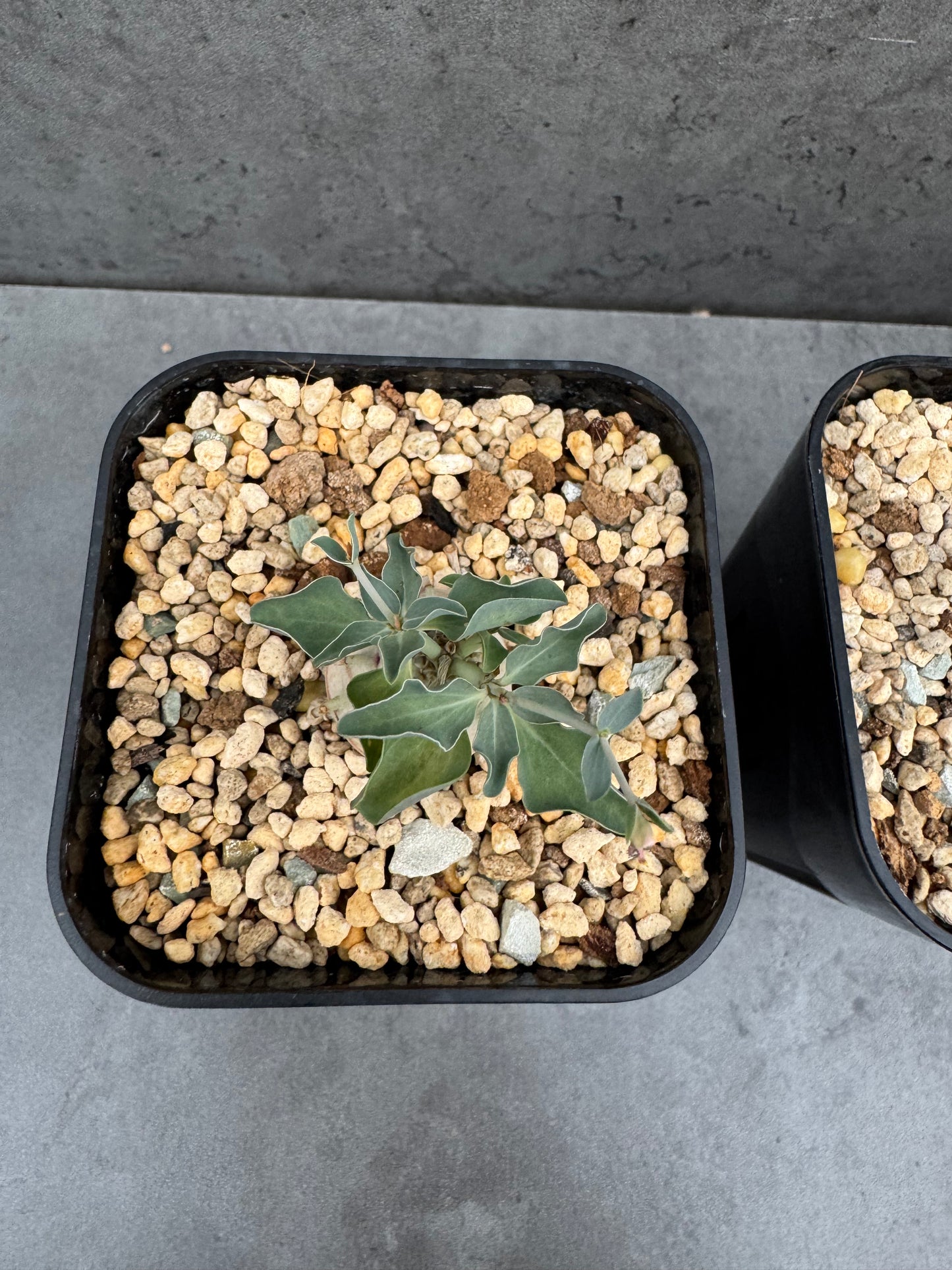 Euphorbia globulicaulis - Rarität aus Somalia (Die kleinste Euphorbia der Welt)