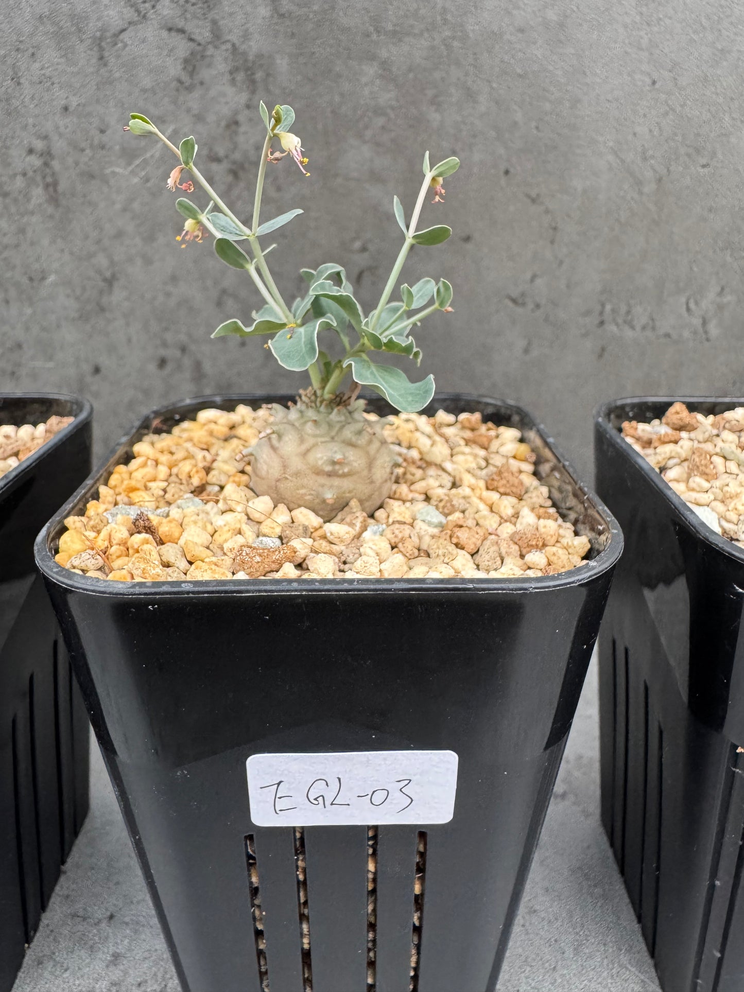Euphorbia globulicaulis - Rarität aus Somalia (Die kleinste Euphorbia der Welt)