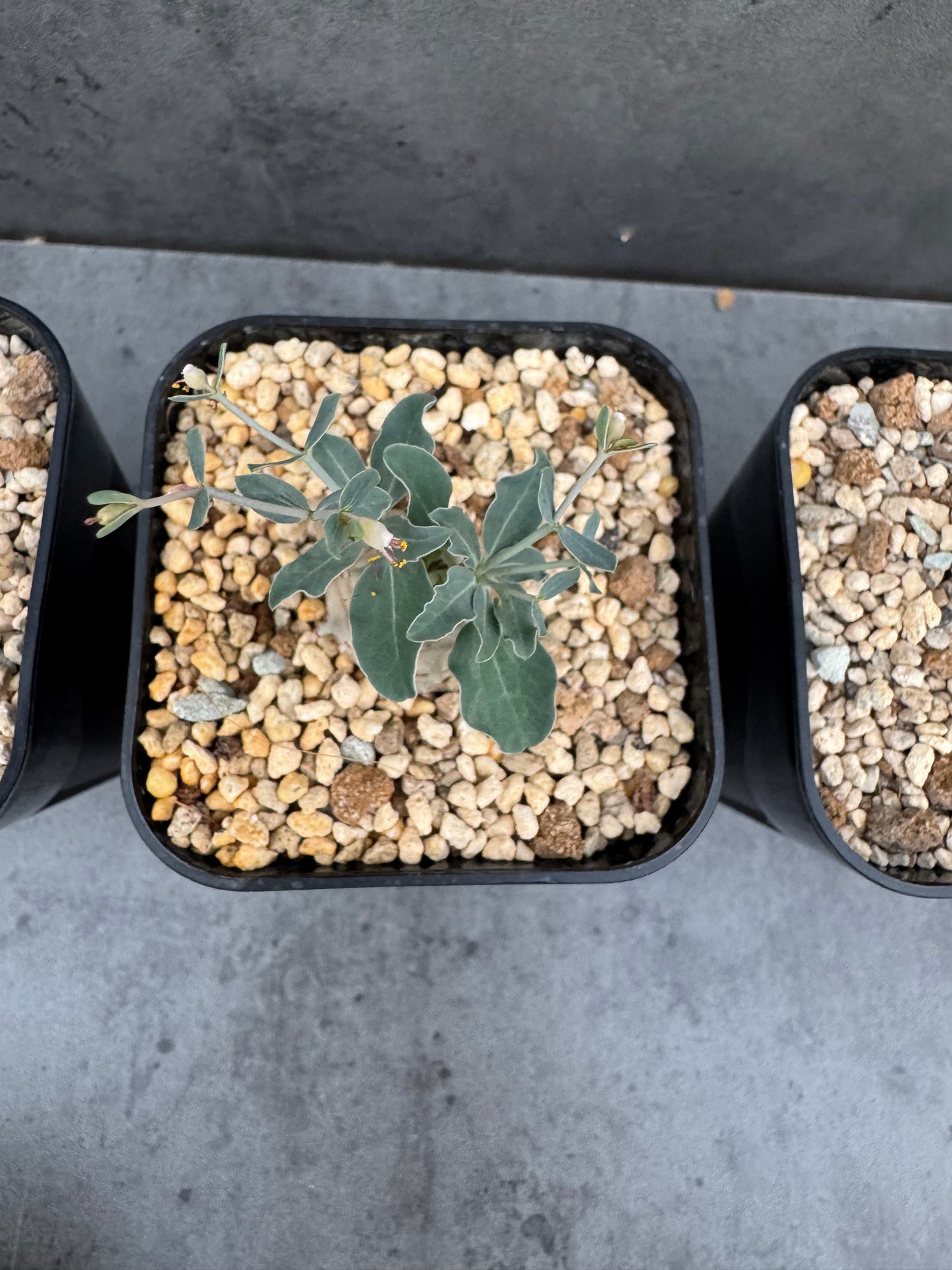 Euphorbia globulicaulis - Rarität aus Somalia (Die kleinste Euphorbia der Welt)