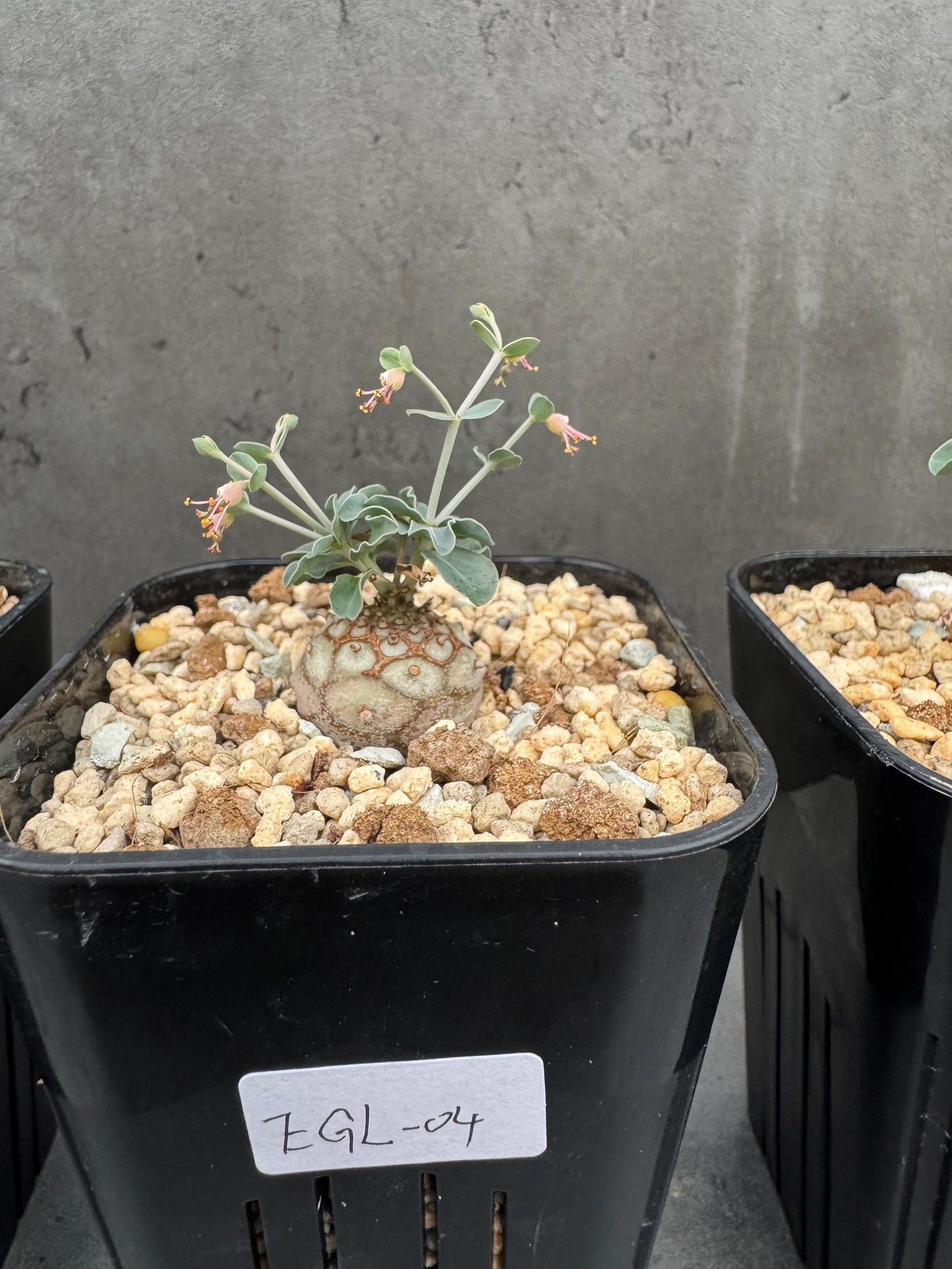 Euphorbia globulicaulis - Rarität aus Somalia (Die kleinste Euphorbia der Welt)