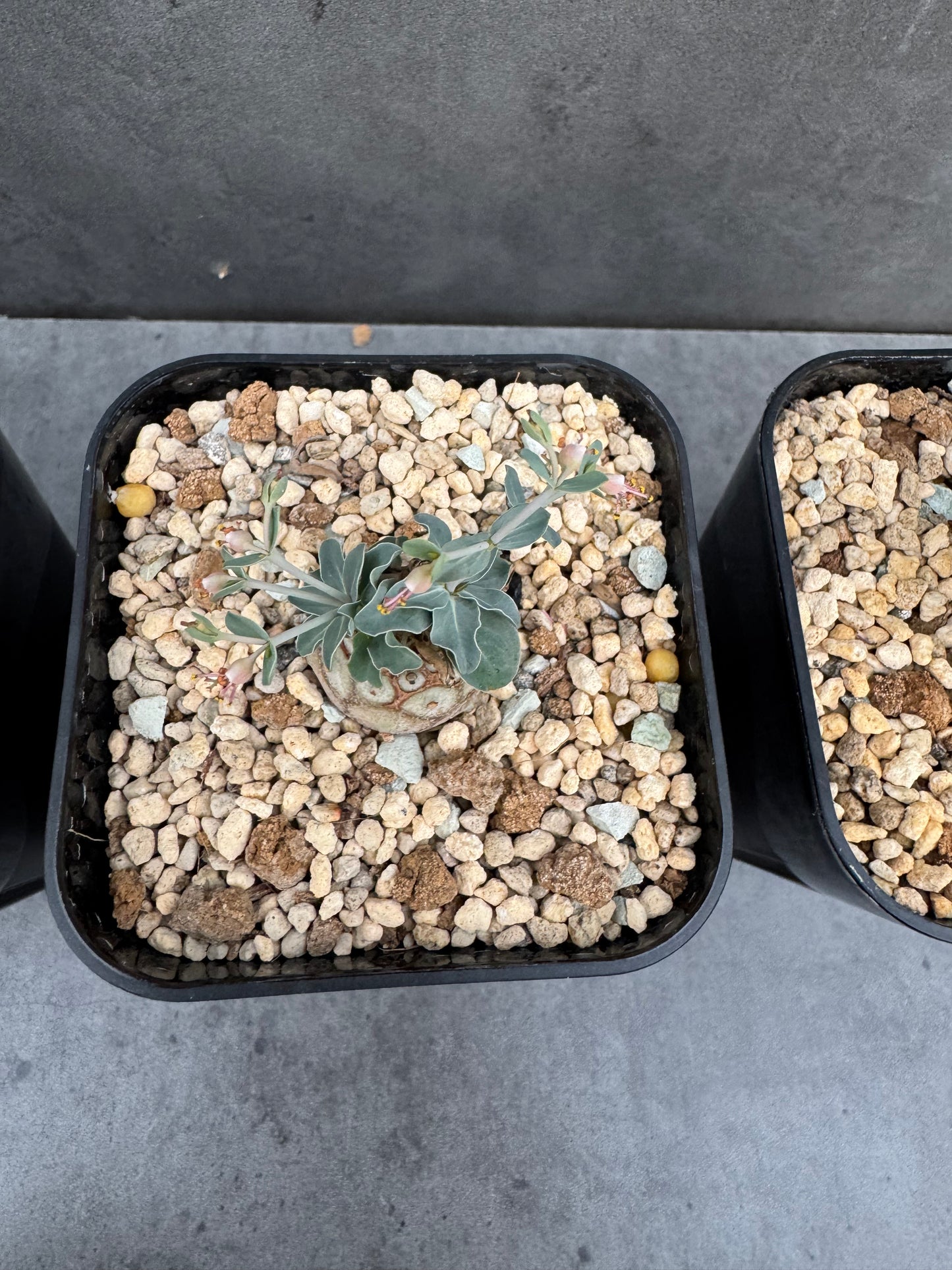 Euphorbia globulicaulis - Rarität aus Somalia (Die kleinste Euphorbia der Welt)