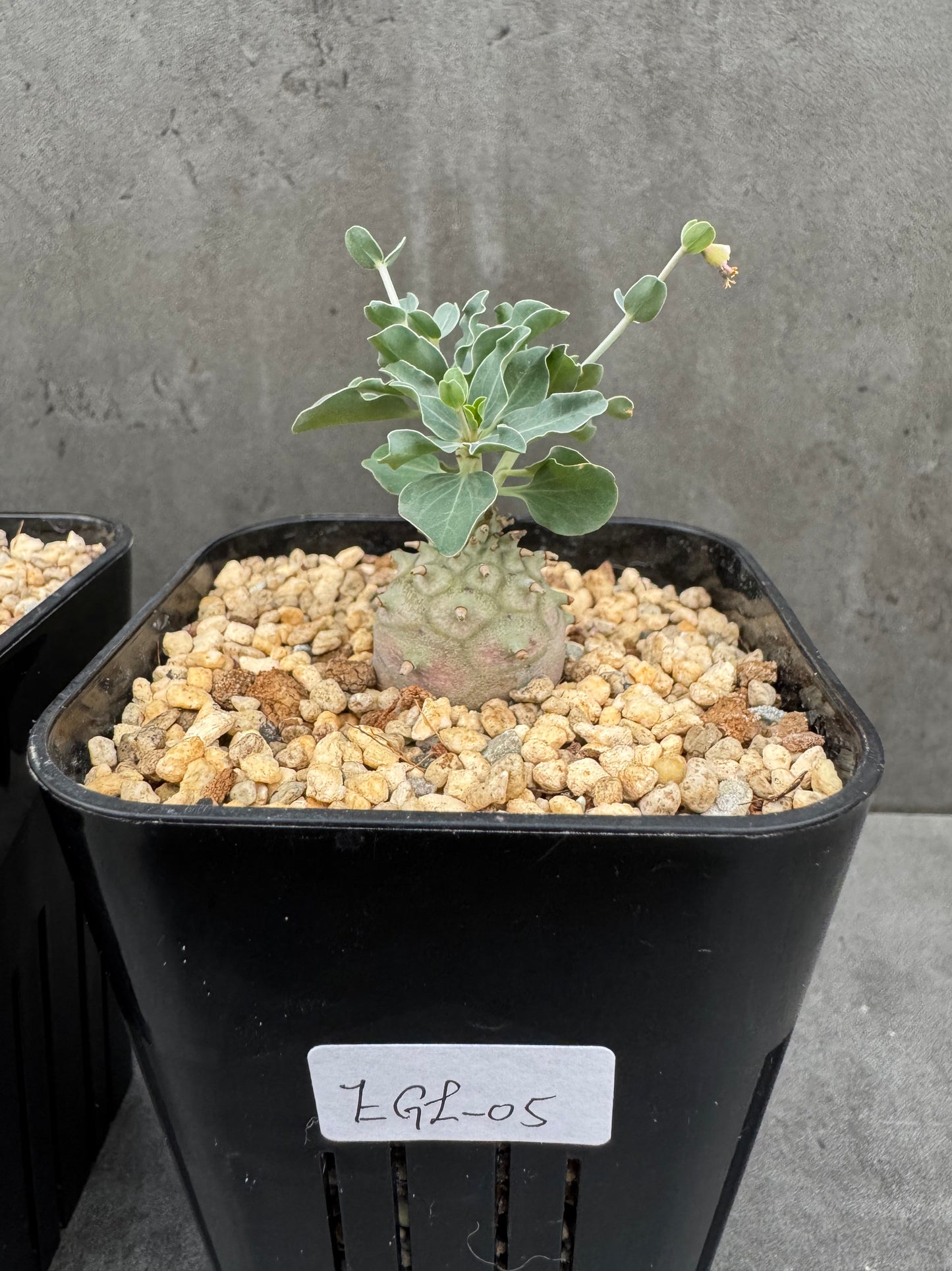 Euphorbia globulicaulis - Rarität aus Somalia (Die kleinste Euphorbia der Welt)
