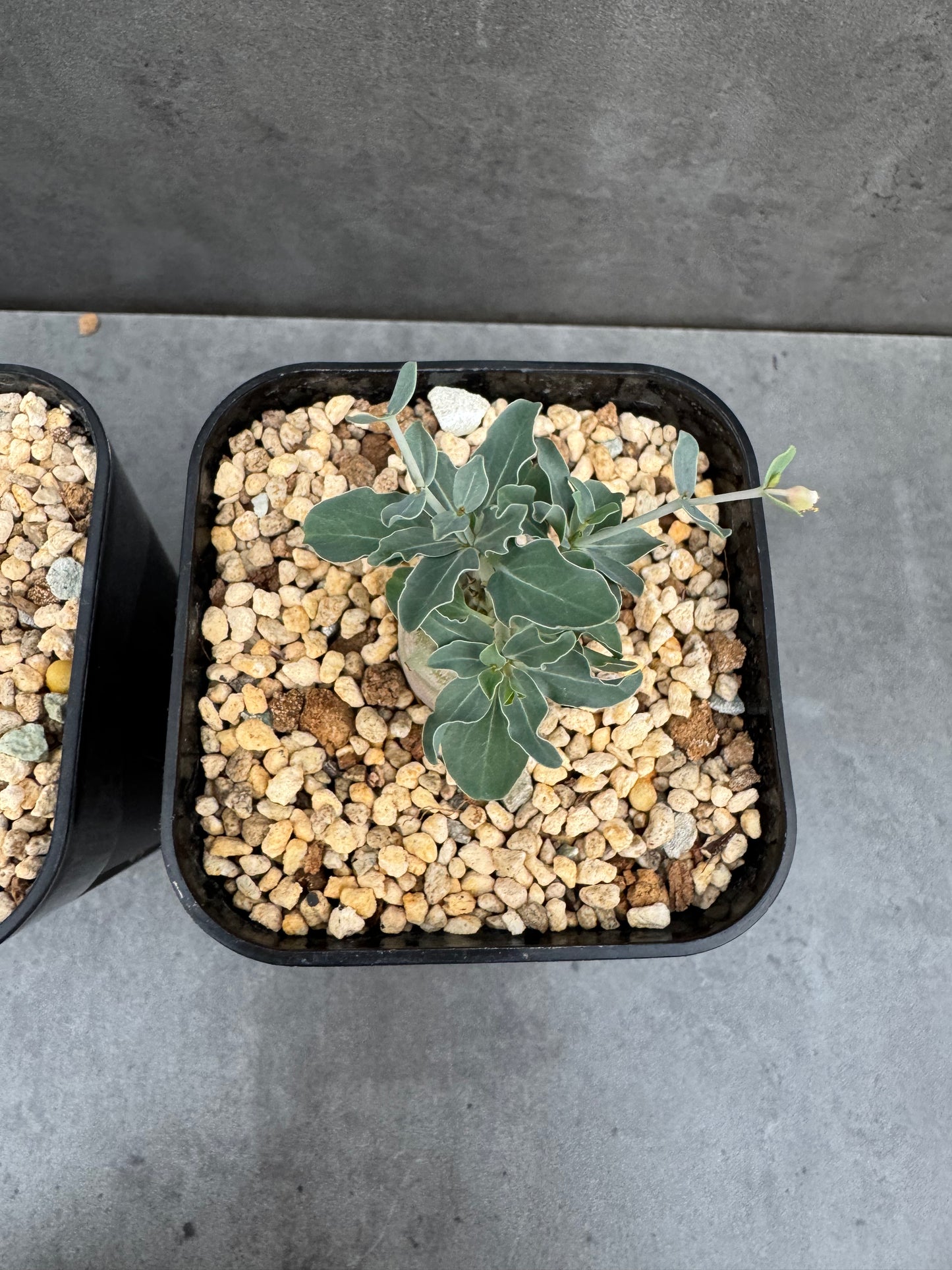 Euphorbia globulicaulis - Rarität aus Somalia (Die kleinste Euphorbia der Welt)