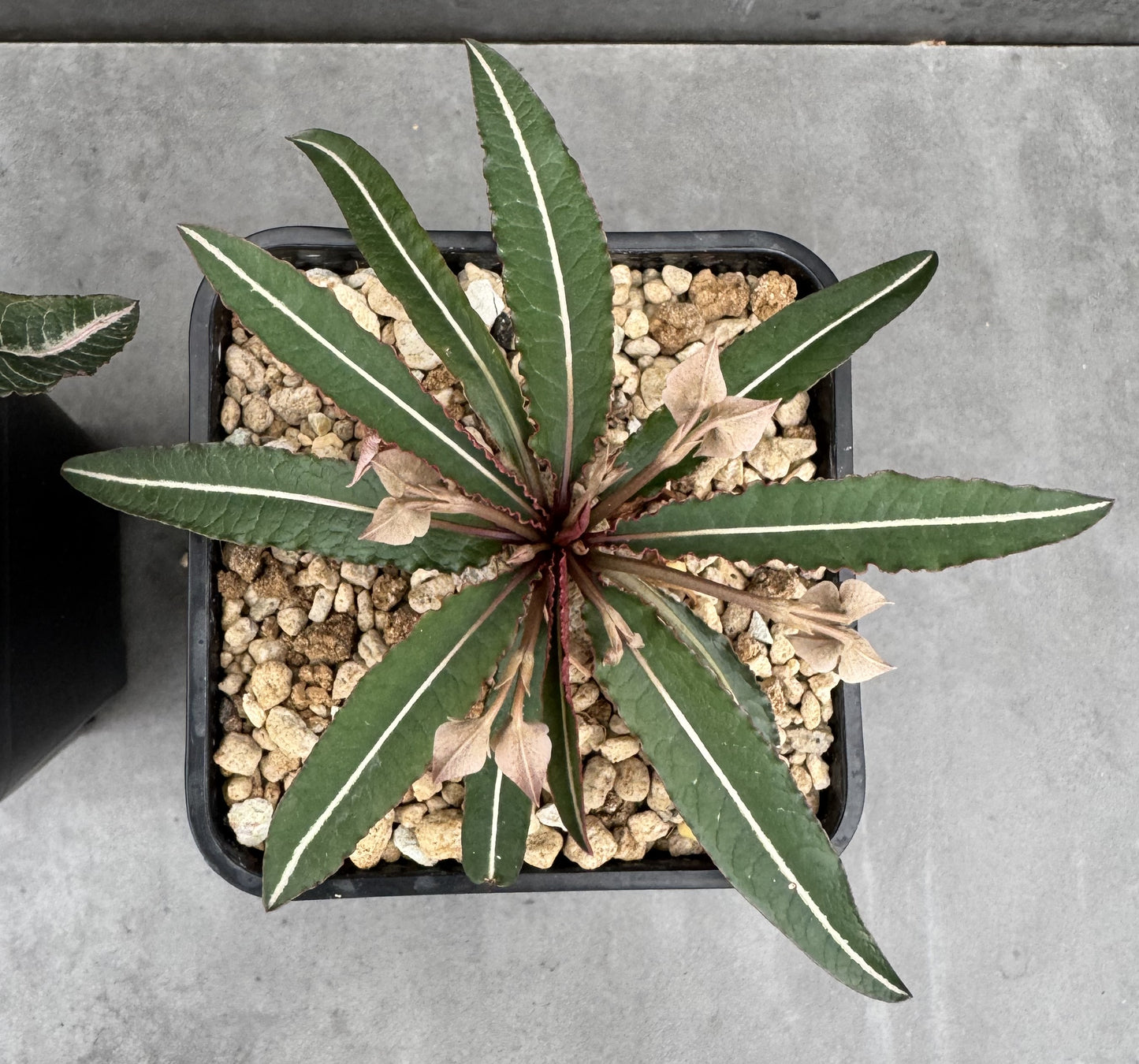 Euphorbia labatii – Rarität aus Madagaskar