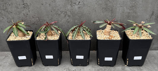 Euphorbia labatii – Rarität aus Madagaskar