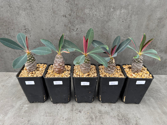Euphorbia pachypodioides