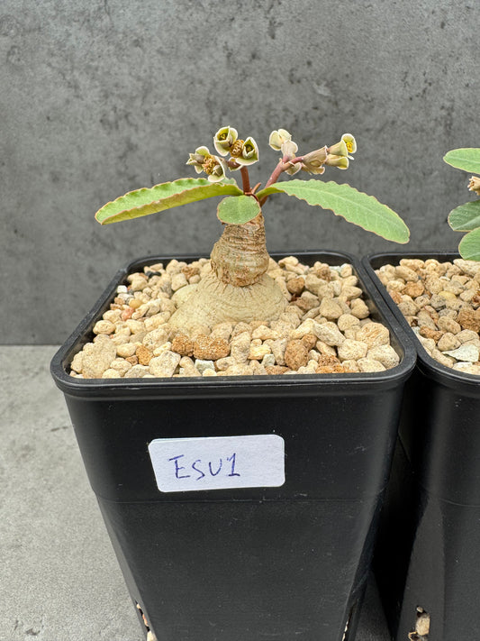 Euphorbia subapoda