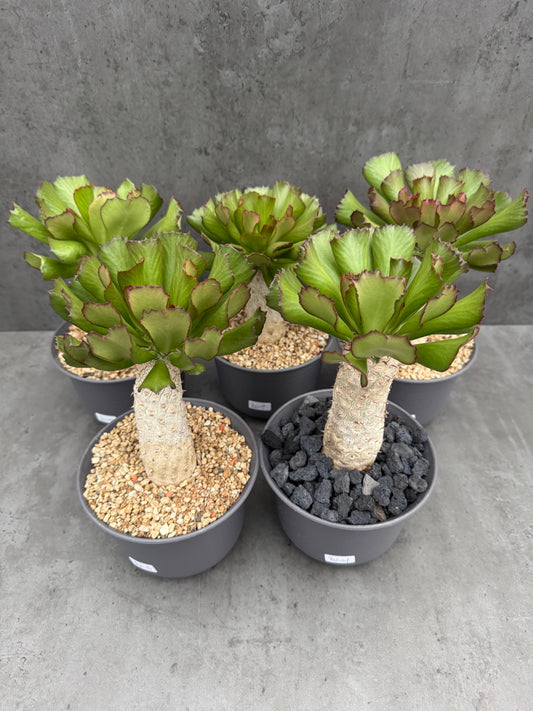 Euphorbia unispina - wurzelechte Exemplare