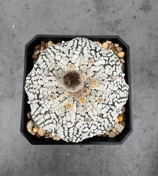 Astrophytum asterias Super kabuto
