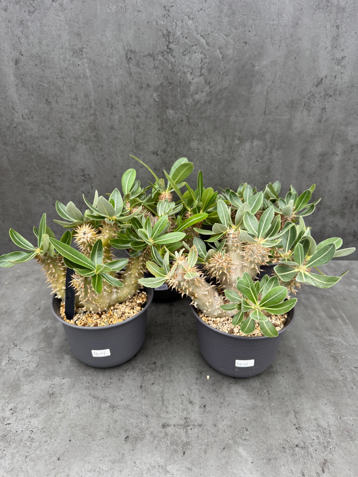 Pachypodium densiflorum große Pflanzen