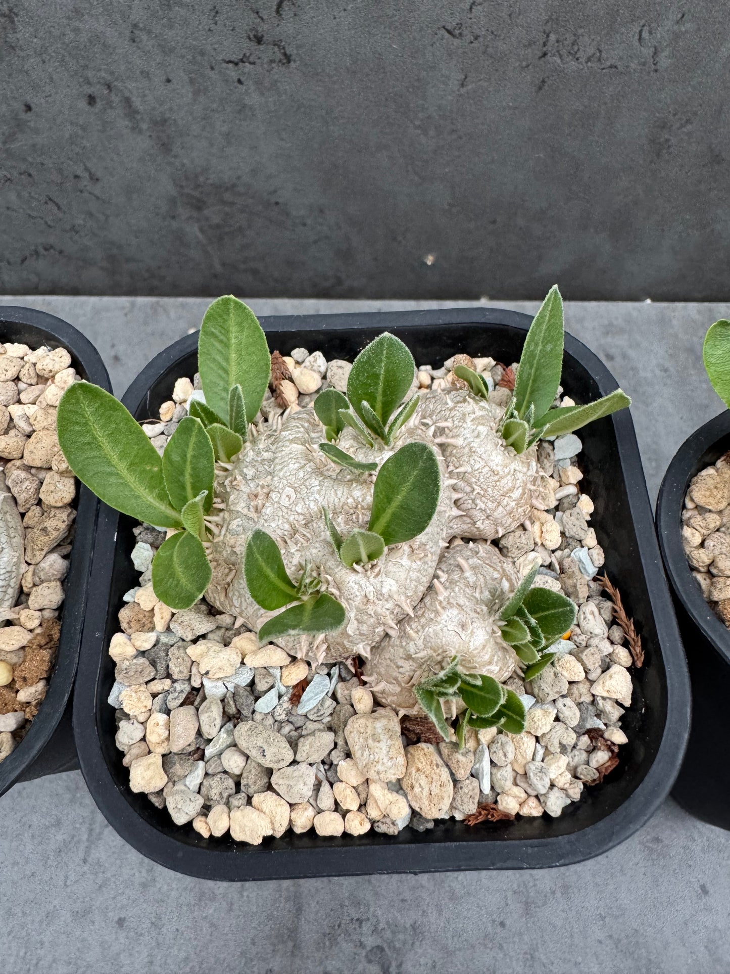 Pachypodium Brevicaule - Medium