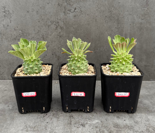 Euphorbia neoreflexa