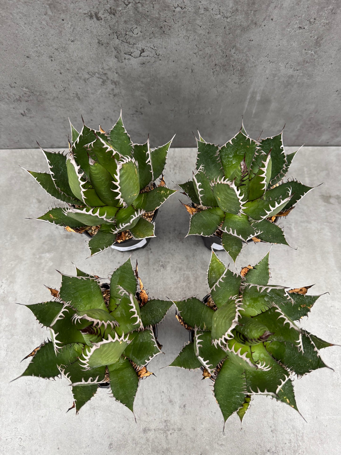 Agave horrida