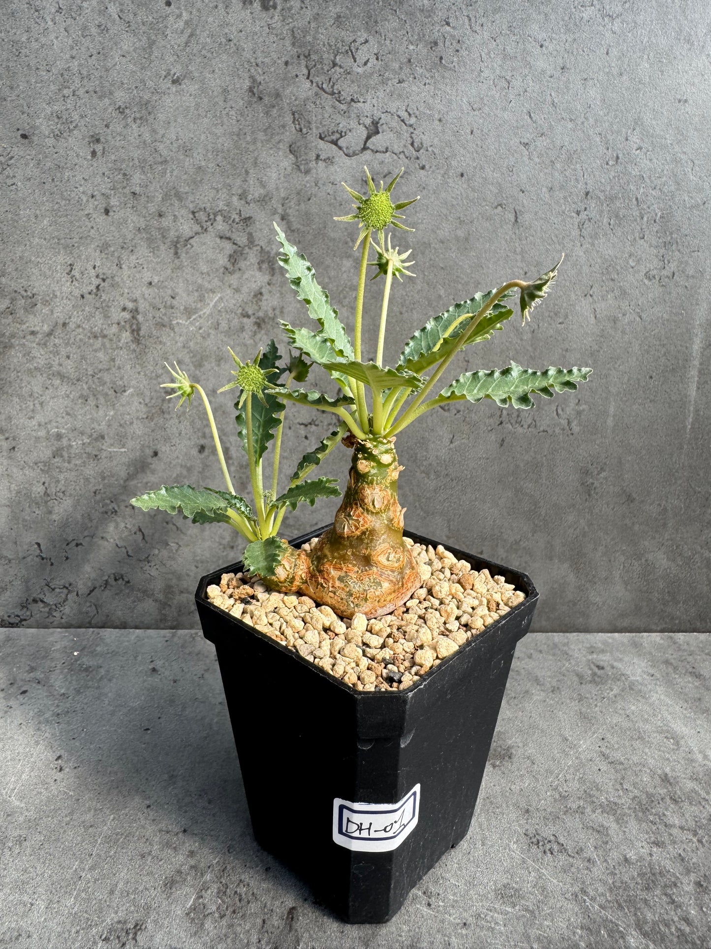 Dorstenia horwoodii