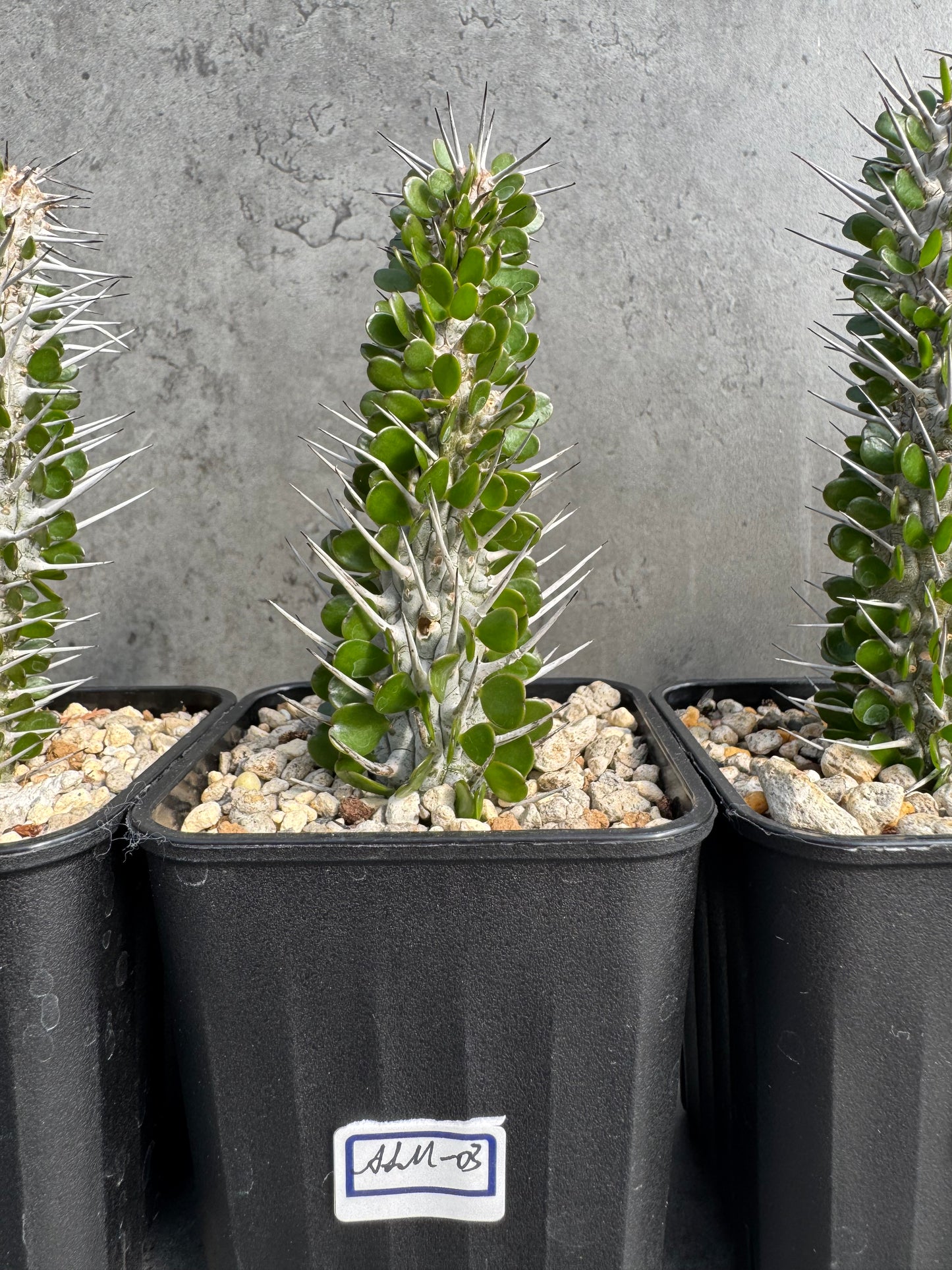 Alluaudia montagnacii