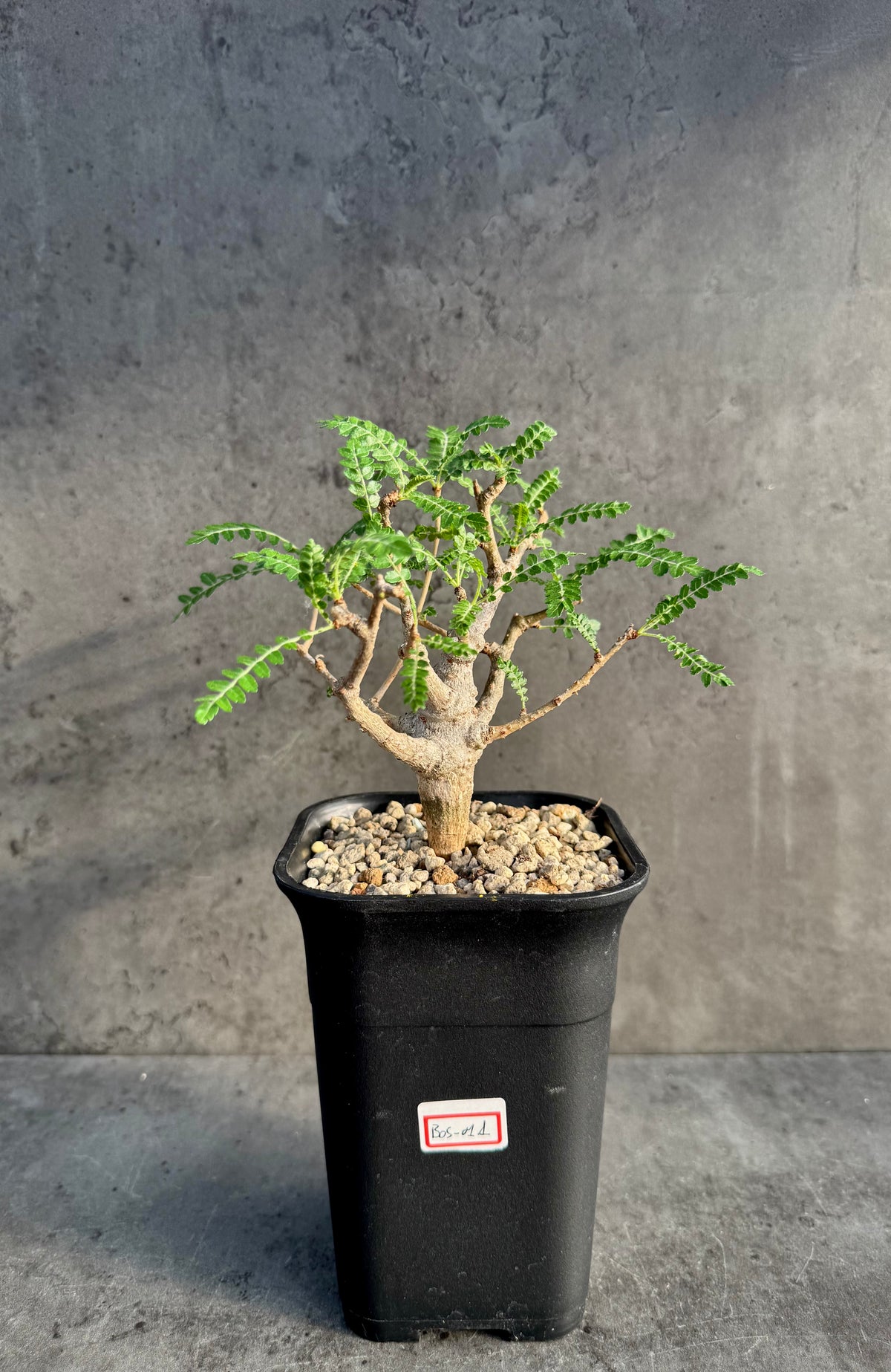 Boswellia neglecta – Afrikanischer Weihrauchbaum - L Exemplar