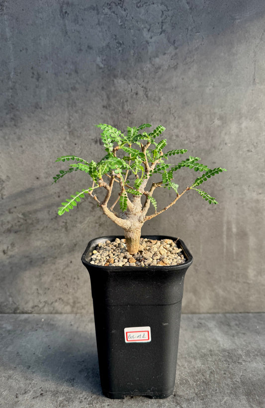 Boswellia neglecta – Afrikanischer Weihrauchbaum - L Exemplar