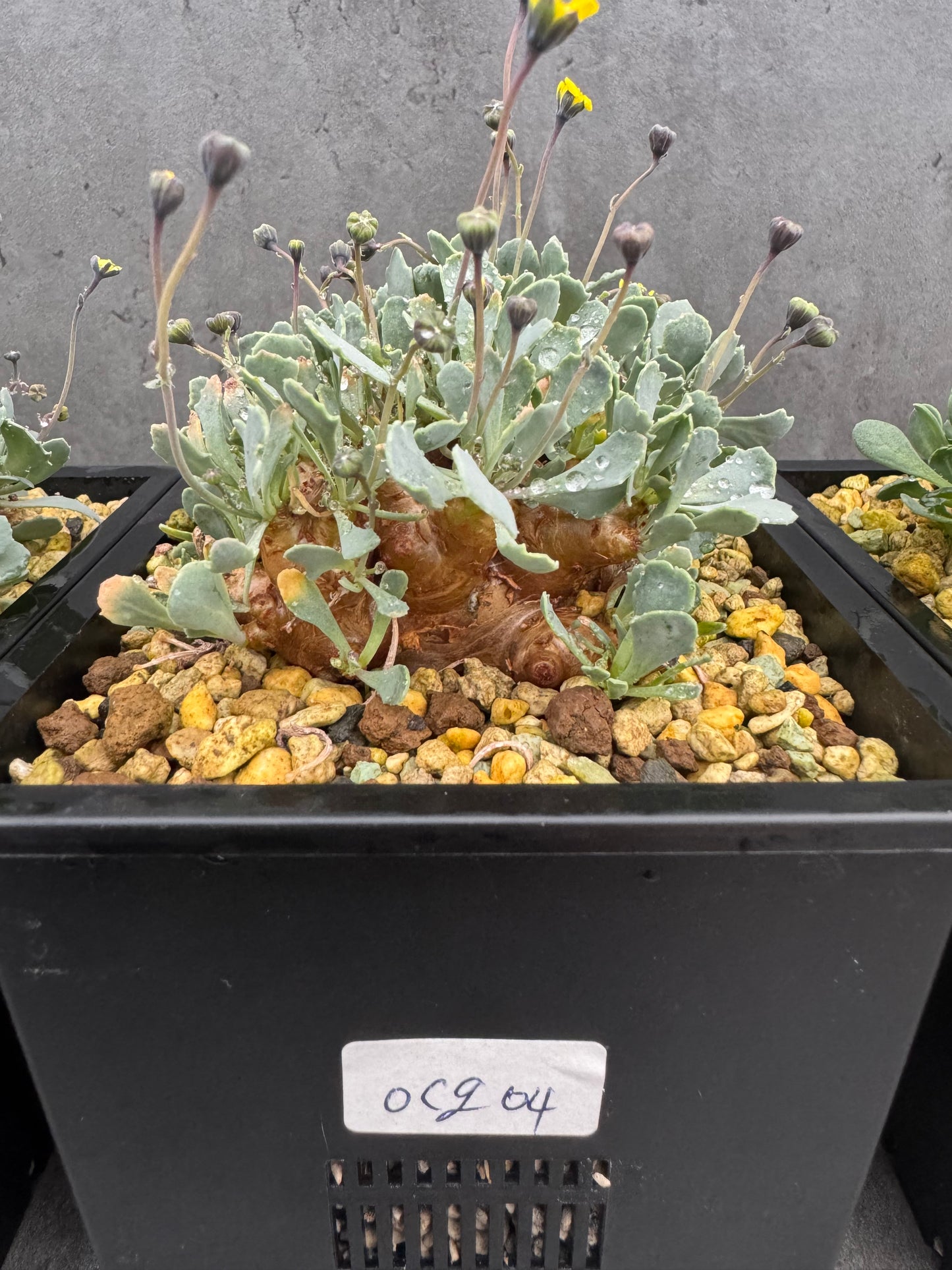 Othonna cacalioides - XXL Exemplar