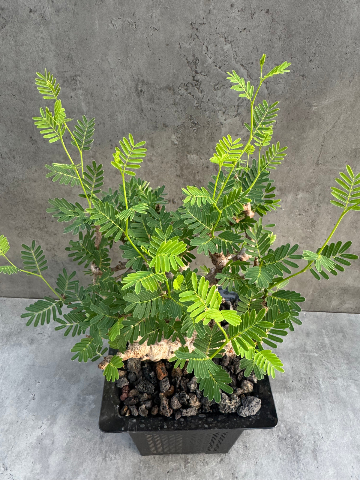 Senna meridionalis - ein exklusives Exemplar! (XL-05)