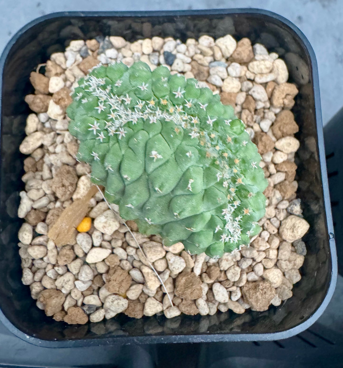 strombocactus disciformis f cristata