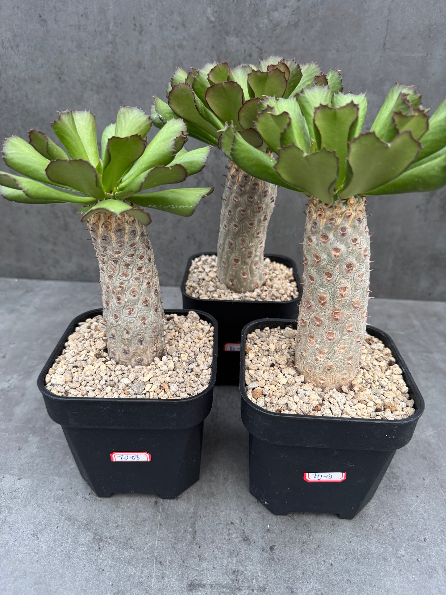 Euphorbia unispina