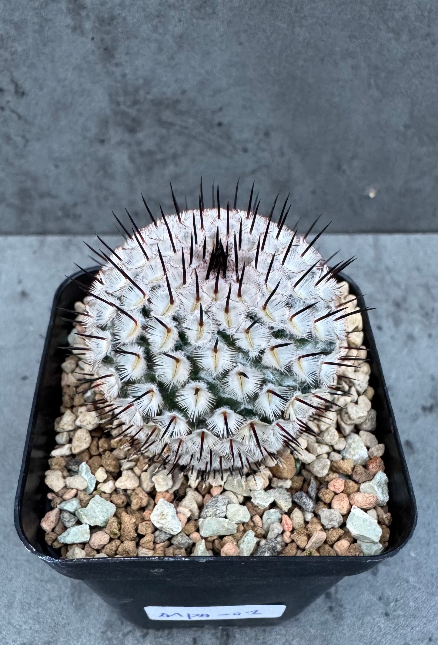 Mammillaria perezdelarosae subsp. andersonii