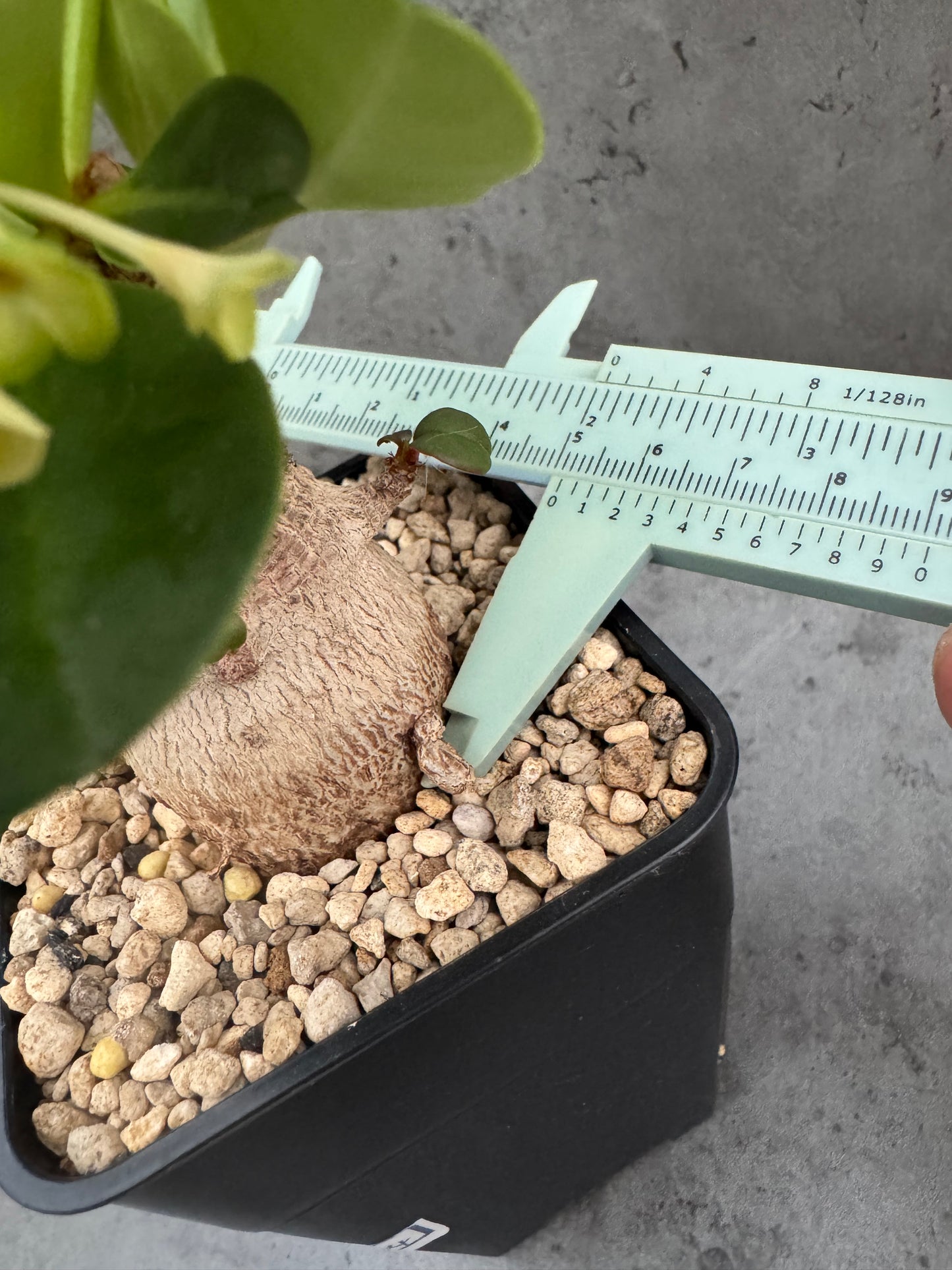 Euphorbia ramena - Riesenpflanzen