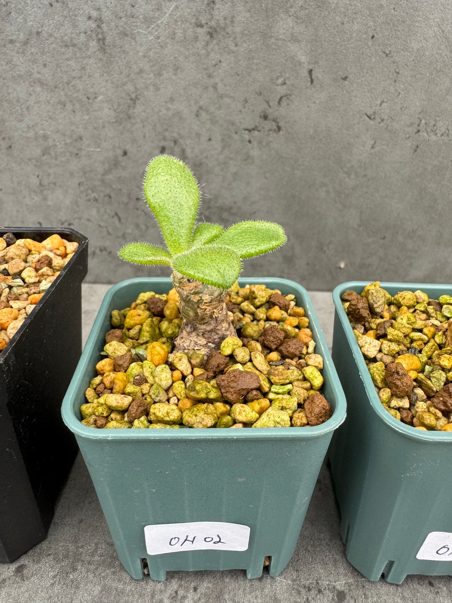 Tylecodon nolteei – Seltene Caudexpflanze mit skulpturalem Charakter