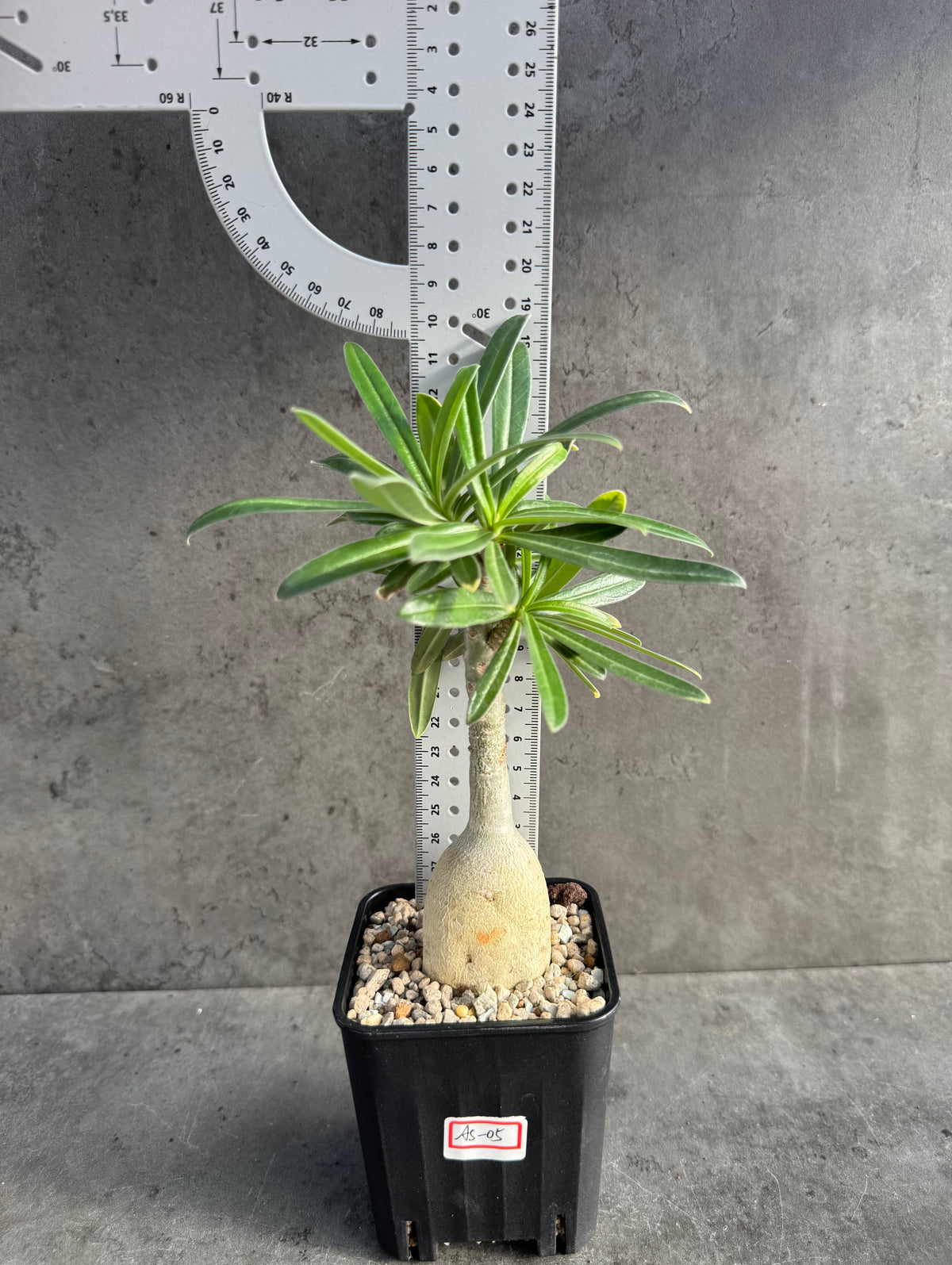 Adenium swazicum