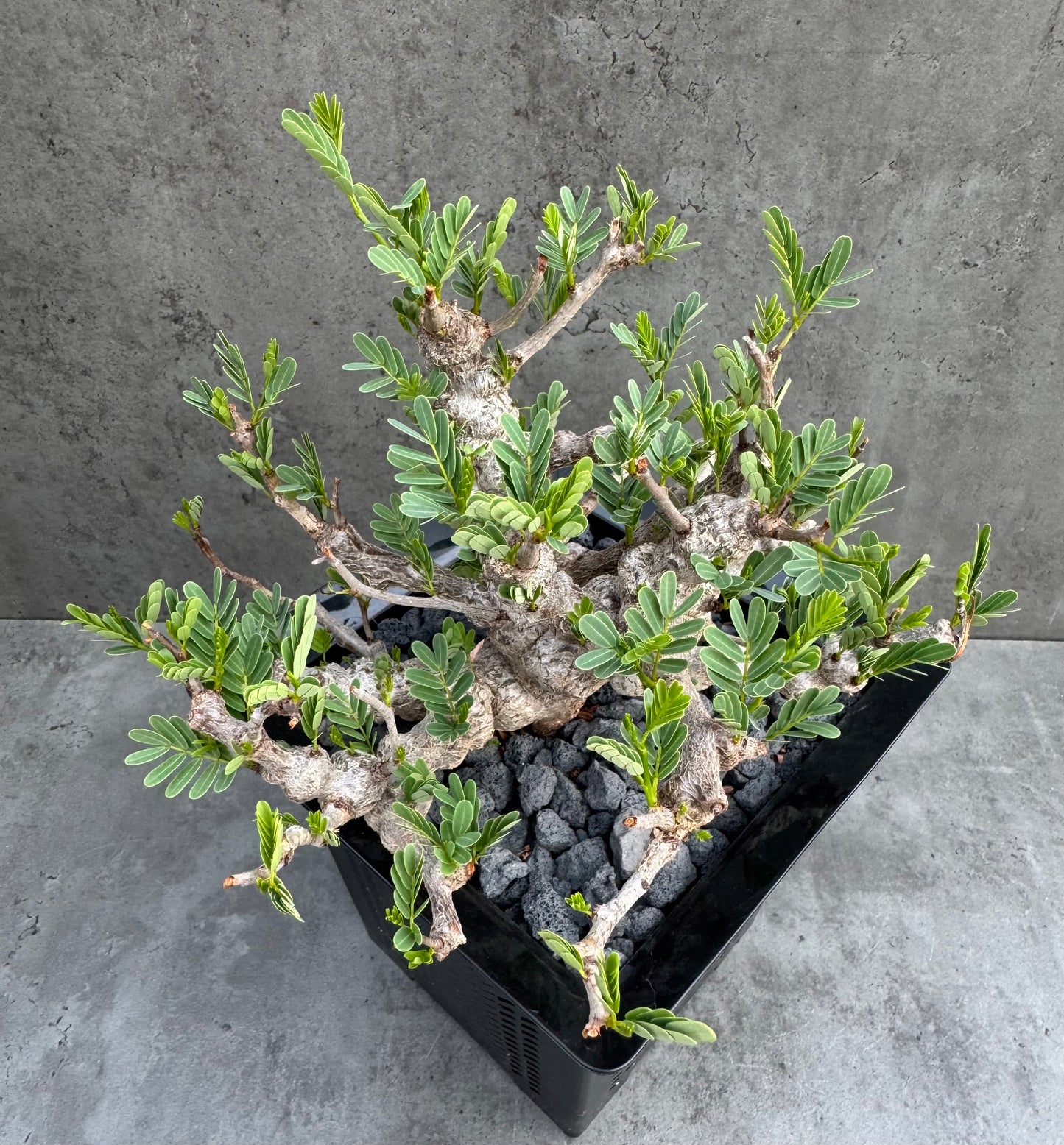 Senna meridionalis - ein exklusives Exemplar!