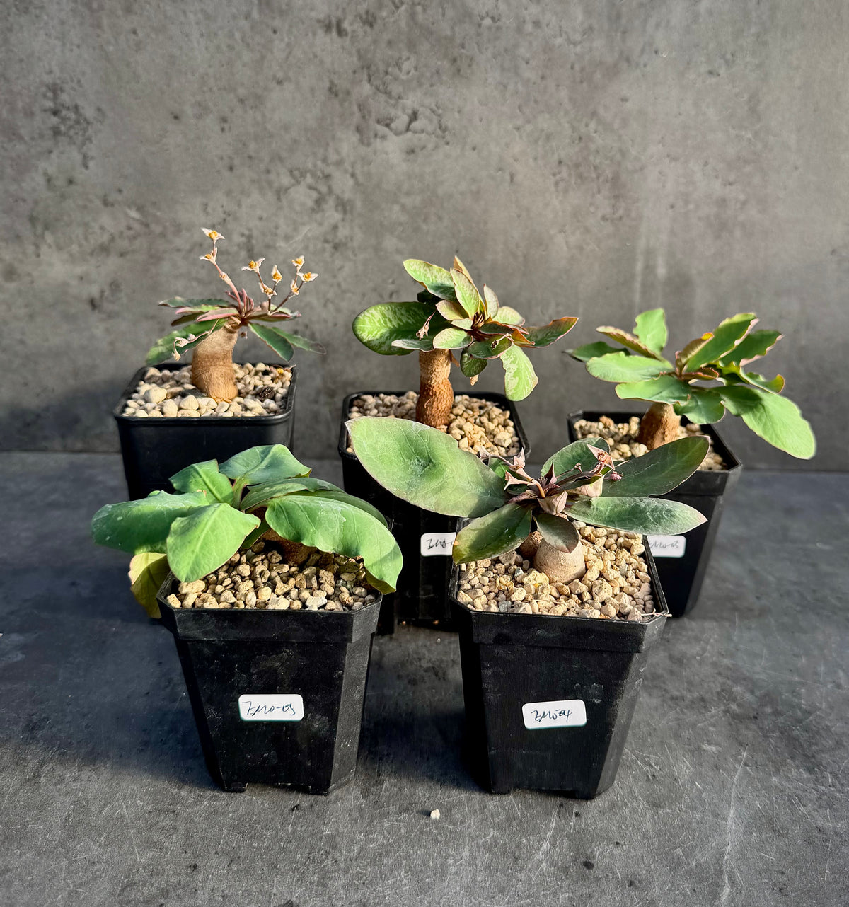 Euphorbia moratii