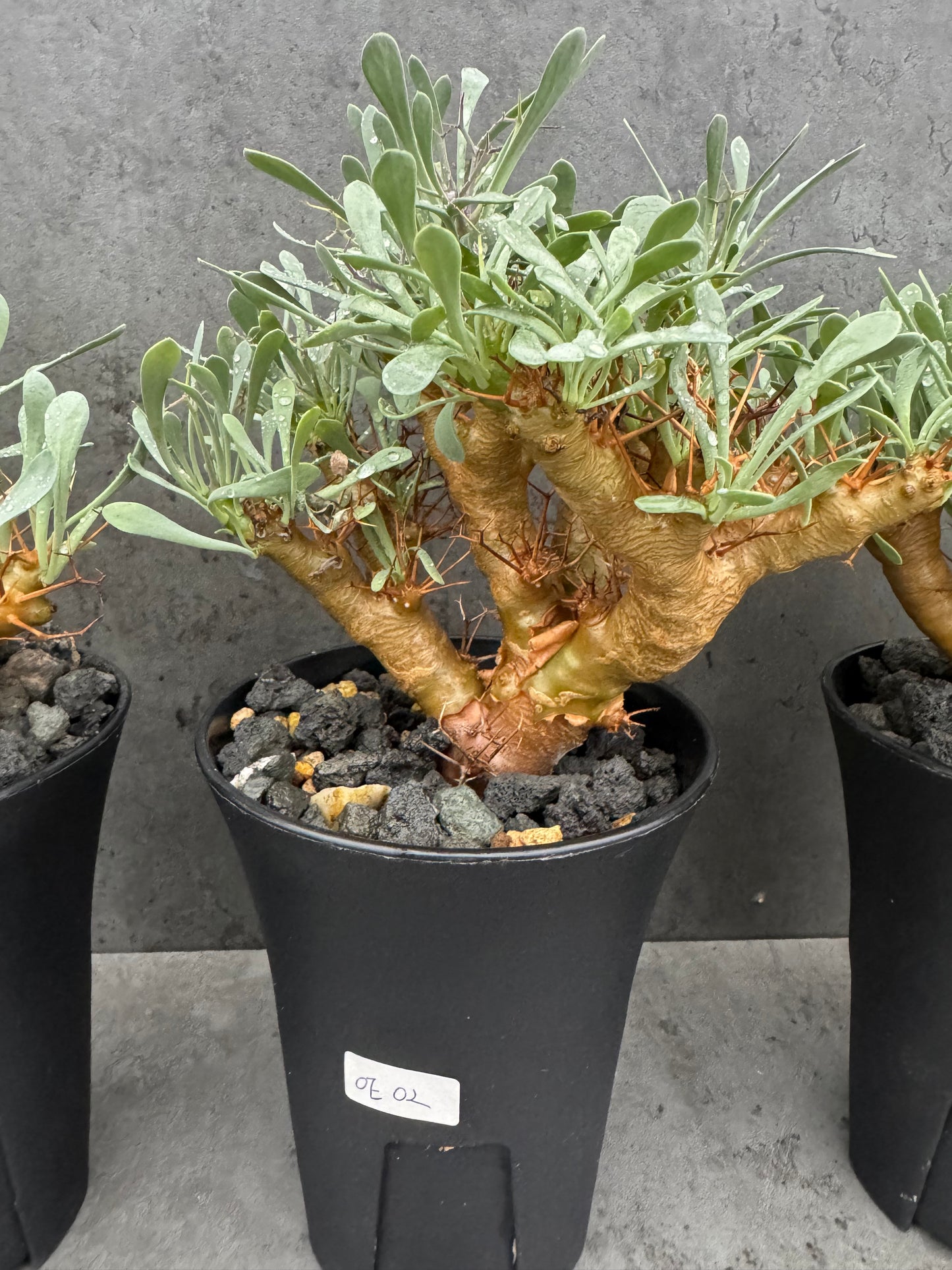 Othonna euphorbioides - Der Monsterbaum der Othonna