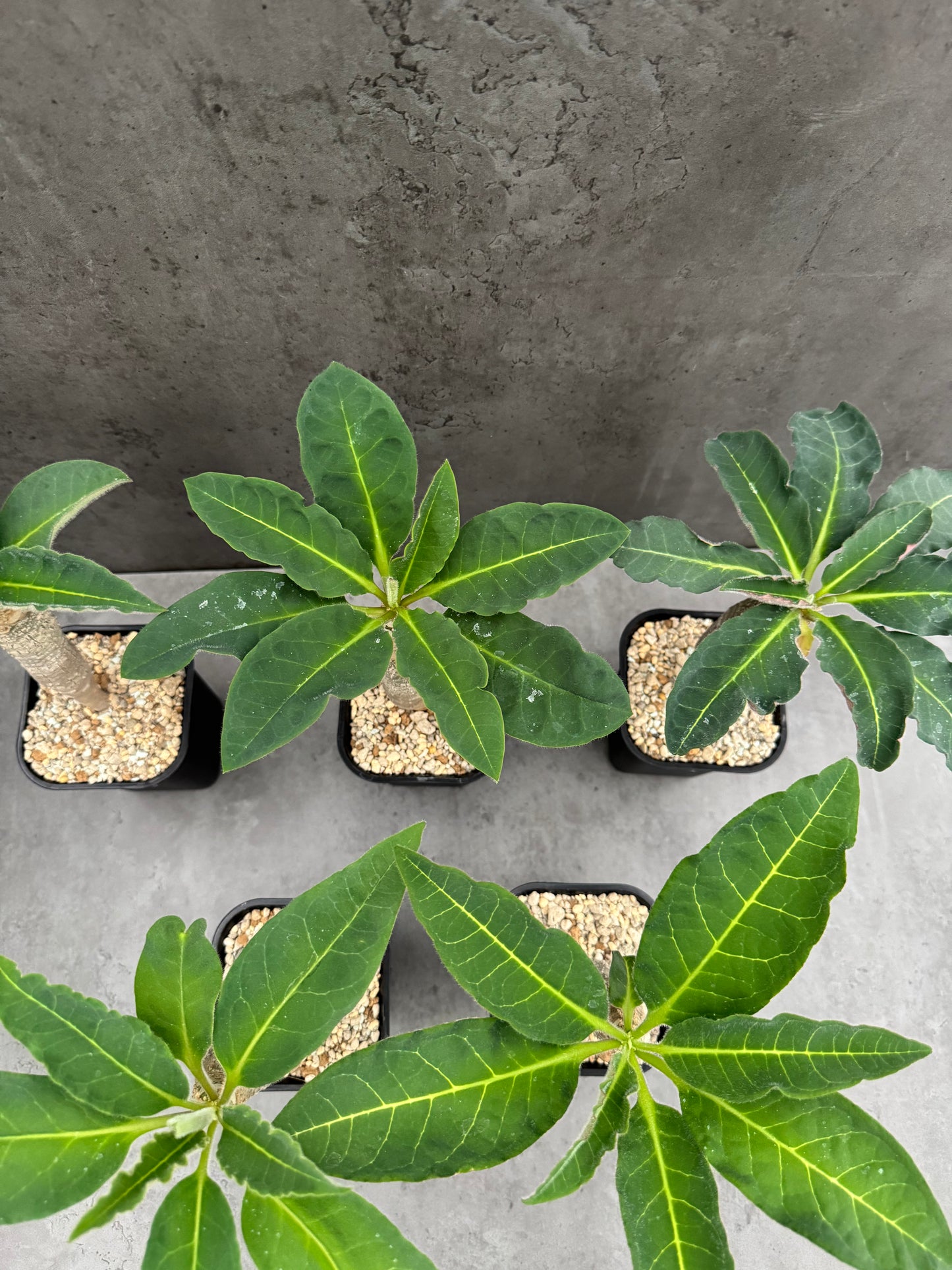 Euphorbia Ankarensis - Große Exemplare