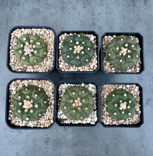 Astrophytum asterias cv. Kikko Nudum